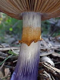 Ring zone of Cortinarius archeri stained by spores