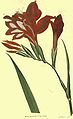 Gladiolus cardinalis from Curtis's Botanical Magazine 1790