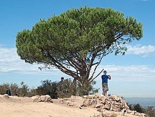 Lonesome Pine/Wisdom Tree on Burbank Peak