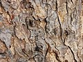 The old bark has a metallic luster. In 2016, the height of the tree was 15 meters and the bust circumference was 5.7 meters. Samanea saman