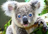 The first blue-eyed koala known to be born in captivity