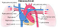 Pljučni krvni obtok