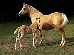 Cavallo adulto, probabilmente femmina, dietro ad un puledro. Il cavallo adulto è un palomino, dal mantello dorato. il puledro è un sauro, di colore rosso chiaro-scuro.