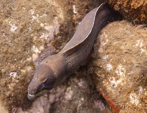 Brown moray eel (Gymnothorax unicolor), Madeira, Portugal.