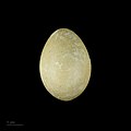 яйце Podiceps auritus - Тулузький музей