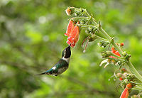 de:Esmeraldaselfe (Chaetocercus berlepschi) na kwiśonce Kohleria spicata (Gesneriaceae) pśi Ayampe, Manabi prowinca, Ekuadorska.