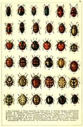 Array of ladybirds by G.G. Jacobson