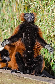 Male red ruffed lemur sitting upright, with arms and legs outstretched exposing the black fur of its abdomen to the sun