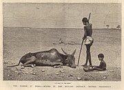 Engraving from The Graphic, October 1877, showing the plight of animals as well as humans in Bellary district, Madras Presidency, British India during the Great Famine of 1876–1878