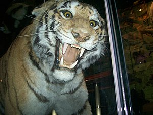 Βαλσαμωμένη τίγρη της Βεγγάλης στο Μουσείο