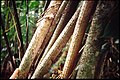 D'autres espèces tropicales poussent sur des échasses, ici garnies d'épines, hors de zones inondées, pour des raisons évolutives non élucidées (Guyane).