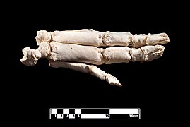 Esqueleto de la mano de cerdo.
