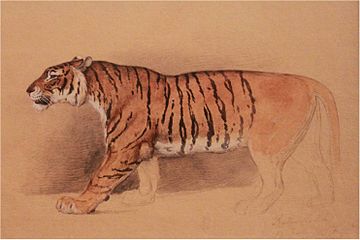 Watercolor study of a walking tiger