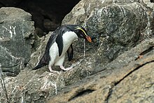 Tučňák novozélandský šplhající po skalisku