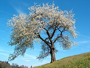 شجرة كرز برِّي (كرز حامض) مُزهرة
