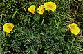 Maritime poppies, E. californica subsp. californica var. maritima (E.L. Greene) Jeps