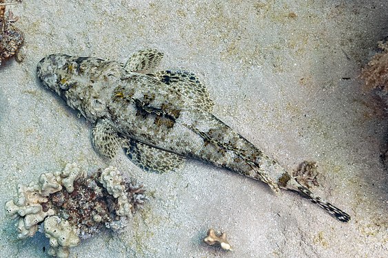 Tentacled flathead, commonly known as crocodilefish (Papilloculiceps longiceps), Ras Muhammad National Park, Red Sea, Egypt.