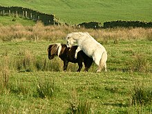 Des poneys des Shetland.