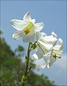 Flowers of Lillium candidum
