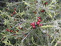 Juniperus oxycedrus, càdec