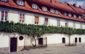The oldest grape vine in the world in Maribor