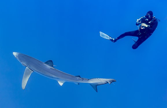 Blue shark (Prionace glauca) and diver, Faial-Pico Channel, Azores Islands, Portugal.