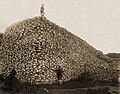 अमेरिकी बाइसन की खोपड़ियों का ढेर. आर्थिक रूप से संचालित अति शिकार की वजह से 1890 में केवल 750 जंगली भैंसे रह गए थे।