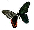 Yellow-crested spangle (Papilio elephenor)