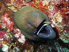 Cleaner Wrasse with a client Moray eel