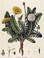Illustration of dandelion from Flora Londinensis