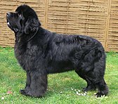 Seekor anjing Newfoundland hitam