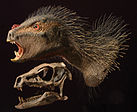 Lebendrekonstruktion und Schädel des Heterodontosaurus (aus Sereno, 2012)