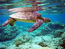 Photo sous-marine d'une tortue dont la carapace touche la surface de l'eau. Le fond marin est de couleur verte.