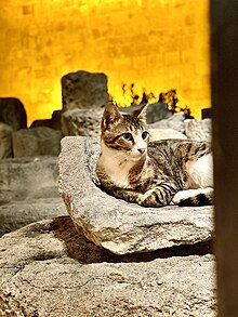 Cypriot Cat at the Limassol Medieval Castle