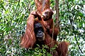 Image 104Sumatran orangutan mother and child in Mount Leuser National Park, North Sumatra (from Tourism in Indonesia)
