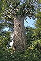 Image 38Tāne Mahuta, the biggest kauri (Agathis australis) tree alive, in the Waipoua Forest of the Northland Region of New Zealand. (from Conifer)