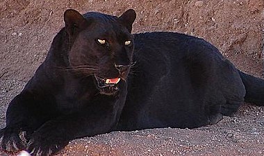 A black panther is actually a melanistic leopard or jaguar, the result of an excess of melanin in their skin caused by a recessive gene.