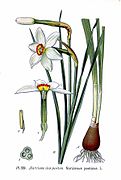 Narcissus poeticus subsp. poeticus