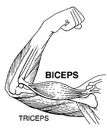 Drawing of human arm muscles