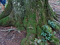 Корените на вековното буково дърво в природен парк „Българка“