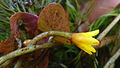 Détail fleur et de feuilles de Cabomba aquatica