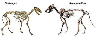 Skeletons look identical