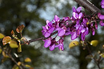 Květy zmarliky Jidášovy (Cercis siliquastrum), jednodomého listnatého stromu ze Středozemí. Název odráží legendu, podle níž se na něm oběsil Jidáš po zradě Ježíše