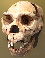Um crânio com mandíbula sem os incisivos e caninos inferiores, e todos os dentes superiores, exceto um incisivo e seus molares, e uma crista da sobrancelha direita quebrada