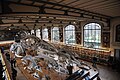 Paleontologia eta Anatomia konparatuaren galeria.
