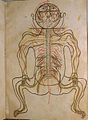 Image 31A coloured illustration from Mansur's Anatomy, c. 1450 (from Science in the medieval Islamic world)