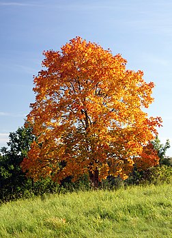 Plâno (Acer platanoides) en colors d’ôton. (veré dèfenicion 1 780 × 2 460*)