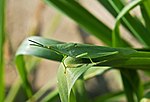Gaudy grasshopper, Atractomorpha lata, evades predators with camouflage.
