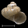 apertural view of the shell of Maizaniella sapoensis