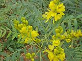 Senna alexandrina, containing anthraquinone glycosides, has been used as a laxative for millennia.[71]